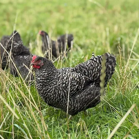 Le Petit Valet * Saint-Clément