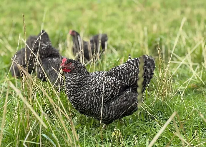 Le Petit Valet * Saint-Clément